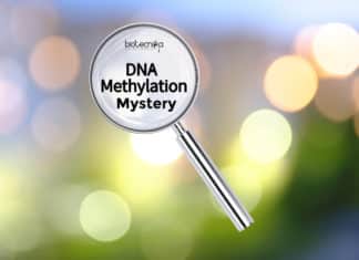 Mystery of DNA Methylation Unlocked by Scientists Mystery of DNA Methylation