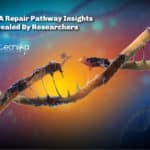 New DNA Repair Pathway Insights Revealed By Researchers