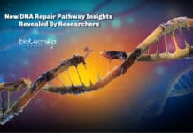 New DNA Repair Pathway Insights Revealed By Researchers New DNA Repair Pathway Insights Revealed By Researchers