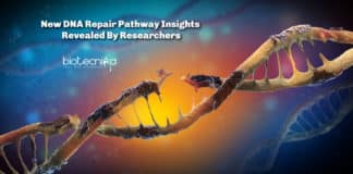 New DNA Repair Pathway Insights Revealed By Researchers
