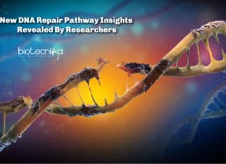 New DNA Repair Pathway Insights Revealed By Researchers New DNA Repair Pathway Insights Revealed By Researchers