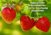 “Pelargonidin” In Strawberries – Key For Developing Insulin Pills Pelargonidin In Strawberries - Key For Developing Insulin Pills