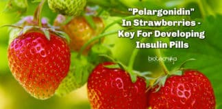 Pelargonidin In Strawberries - Key For Developing Insulin Pills