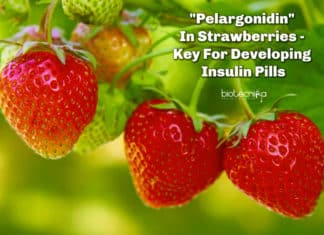 “Pelargonidin” In Strawberries – Key For Developing Insulin Pills Pelargonidin In Strawberries - Key For Developing Insulin Pills