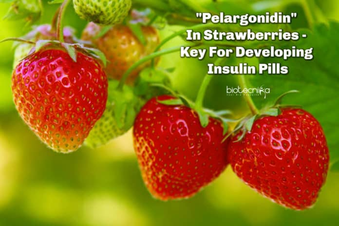 Pelargonidin In Strawberries - Key For Developing Insulin Pills