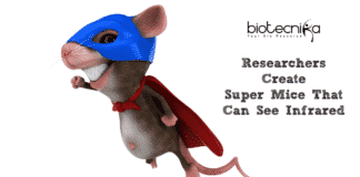 Researchers Create Super-Mice That Can See Infrared!