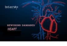 Rewiring Damaged Heart Tissues Via Carbon Nanotube Fibers Rewiring Damaged Heart Tissues Via Carbon Nanotube Fibers