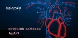 Rewiring Damaged Heart Tissues Via Carbon Nanotube Fibers