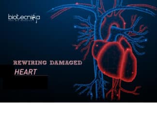 Rewiring Damaged Heart Tissues Via Carbon Nanotube Fibers Rewiring Damaged Heart Tissues Via Carbon Nanotube Fibers