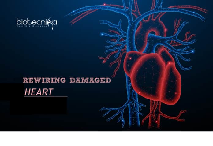 Rewiring Damaged Heart Tissues Via Carbon Nanotube Fibers