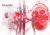 Stem Cell Grown Mini Kidneys Provides In-depth Insights Into Kidney Diseases Stem Cell Grown Mini Kidneys
