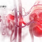 Stem Cell Grown Mini Kidneys