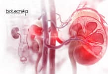 Stem Cell Grown Mini Kidneys Provides In-depth Insights Into Kidney Diseases Stem Cell Grown Mini Kidneys