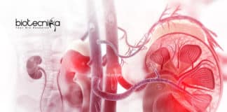 Stem Cell Grown Mini Kidneys