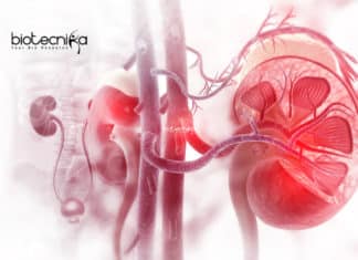 Stem Cell Grown Mini Kidneys Provides In-depth Insights Into Kidney Diseases Stem Cell Grown Mini Kidneys