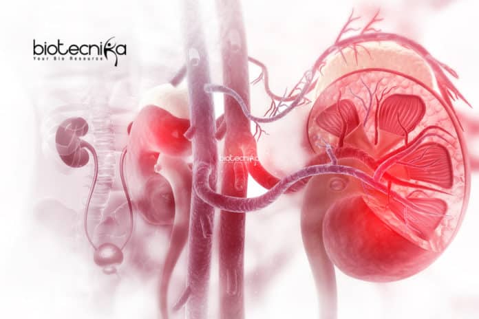 Stem Cell Grown Mini Kidneys