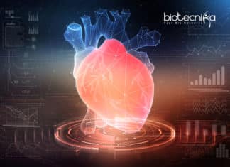 Pig to Human Heart Transplants Could Be a Reality in 3 years Pig to Human Heart Transplants Could Be a Reality in 3 years