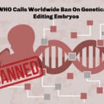 WHO Calls Worldwide Ban On Genetically Editing Embryos WHO Ban's Genetically Editing Embryos
