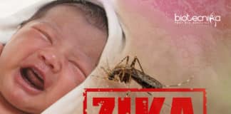 Zika Virus Spreads Silently