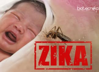 Zika Virus Spreads Silently- Scientists Discover ‘Hidden Outbreaks’ of The Virus Zika Virus Spreads Silently
