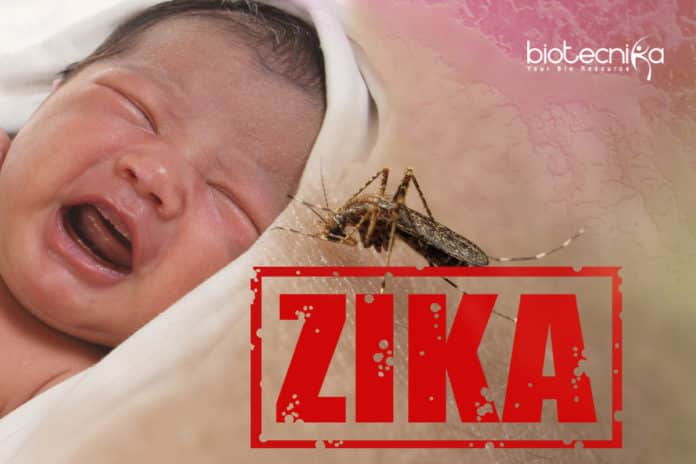Zika Virus Spreads Silently
