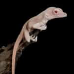 CRISPR edited mutant lizard