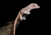 World’s First CRISPR Edited Reptile- An Albino Lizard CRISPR edited mutant lizard