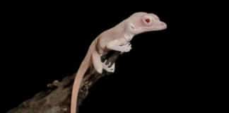 CRISPR edited mutant lizard