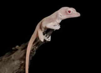 World’s First CRISPR Edited Reptile- An Albino Lizard CRISPR edited mutant lizard