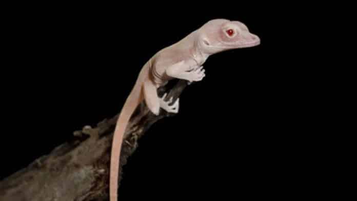 CRISPR edited mutant lizard