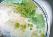 Estuarine Bacteria Eat Centuries Old Food – Metabolism Found To Be 1 Million Times Slower Estuarine Bacteria Metabolism 1 Million Times Slower - Eat Centuries Old Food