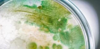 Estuarine Bacteria Metabolism 1 Million Times Slower - Eat Centuries Old Food