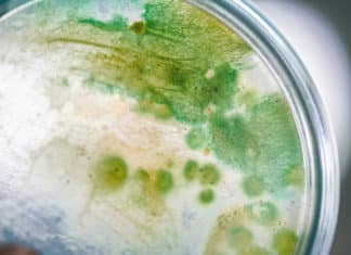 Estuarine Bacteria Eat Centuries Old Food – Metabolism Found To Be 1 Million Times Slower Estuarine Bacteria Metabolism 1 Million Times Slower - Eat Centuries Old Food