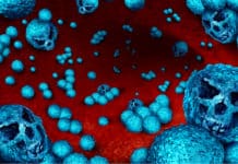 Meet New Evolving Superbug That Thrives On Sugary Western Diets! Meet New Evolving Superbug That Thrives On Sugary Western Diets!