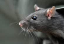 Scientists Successful In Reversing Ageing Process In Rat Brain Stem Cells Successful Reverse Aging Process in Rat Brain Stem Cells