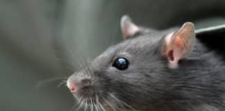 Successful Reverse Aging Process in Rat Brain Stem Cells
