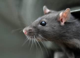 Scientists Successful In Reversing Ageing Process In Rat Brain Stem Cells Successful Reverse Aging Process in Rat Brain Stem Cells