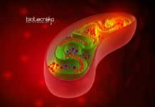 ATP Production Unit For Synthetic Cells Developed By Scientists ATP Production For Synthetic Cells