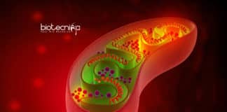 ATP Production For Synthetic Cells