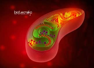 ATP Production Unit For Synthetic Cells Developed By Scientists ATP Production For Synthetic Cells