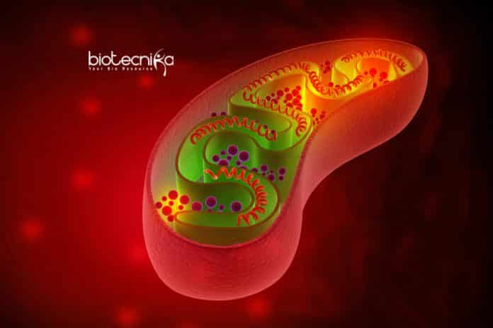 ATP Production For Synthetic Cells