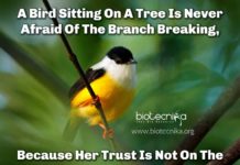 Biotecnika Times – Newsletter 25.09.2019 – CSIR Drug Research Job, Tata Institute for Genetics Job