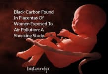 Shocking Study Reveals Presence Of Black Carbon In Placentas Of Women Exposed To Air Pollution Black Carbon Found In Placentas -Fetal Side - Of Women Exposed To Air Pollution: A Shocking Study