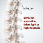 Bones Triggers Fight-or-Flight Response, Not Adrenaline- Bizarre Discovery