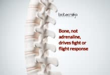 Bones Triggers Fight-or-Flight Response, Not Adrenaline- Bizarre Discovery