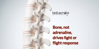 Bones Triggers Fight-or-Flight Response, Not Adrenaline- Bizarre Discovery