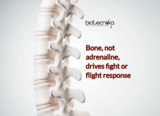 Bone Triggers Fight-or-Flight Response, Not Adrenaline – Unusual Discovery Bones Triggers Fight-or-Flight Response, Not Adrenaline- Bizarre Discovery