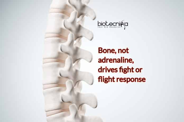 Bones Triggers Fight-or-Flight Response, Not Adrenaline- Bizarre Discovery