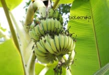 CRISPR For Banana's Fungus