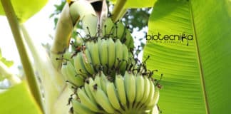 CRISPR For Banana's Fungus